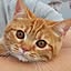 teniwoha-cat