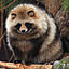 tanukichi