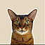 michuneko