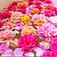 HappyRose