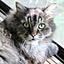neko.no.hitai