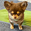 Chihuahua.c