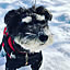 Hachi01