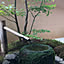 sugitaku