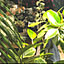 jungleAthome