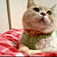 Yotsuba_clover