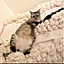 2cats