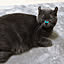 Nyan.co