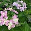 summer_lily_03