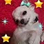 GenChicchi