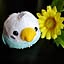 blue-bird