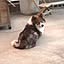 Yuko