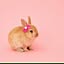 Rabbit_house