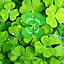 Clover