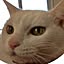 Maru
