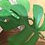 Monstera