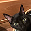 jijinero