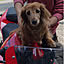 purina
