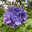 erisa_hd