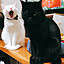 Othellocat