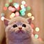 mignon