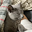 Miao_xd