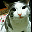 ChikuwaCat