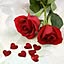 Rose331
