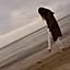 shiho
