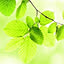 midori