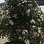 pinktree545