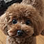 Ikura.kuma