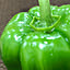 Saburosa