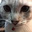 chaki