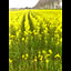 dandpy