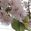 sakura-march