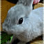 tukiusagi
