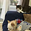 chatora.my.pet