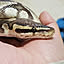 yukikarasnake10