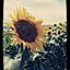 tournesol-mandarine