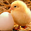 piyo