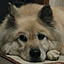 ___shiba