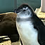 pingouin