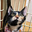 napcom_p