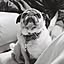 1121pug