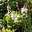 tiarella