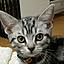 CatClip