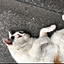 nyanko-music