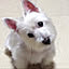 yako
