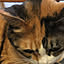 shara_neko_neko
